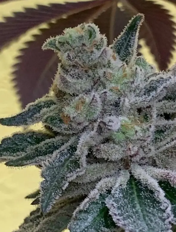 Lemon Berry Candy