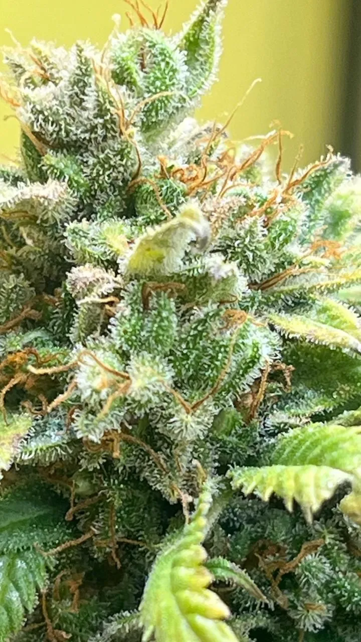 Lemon Up