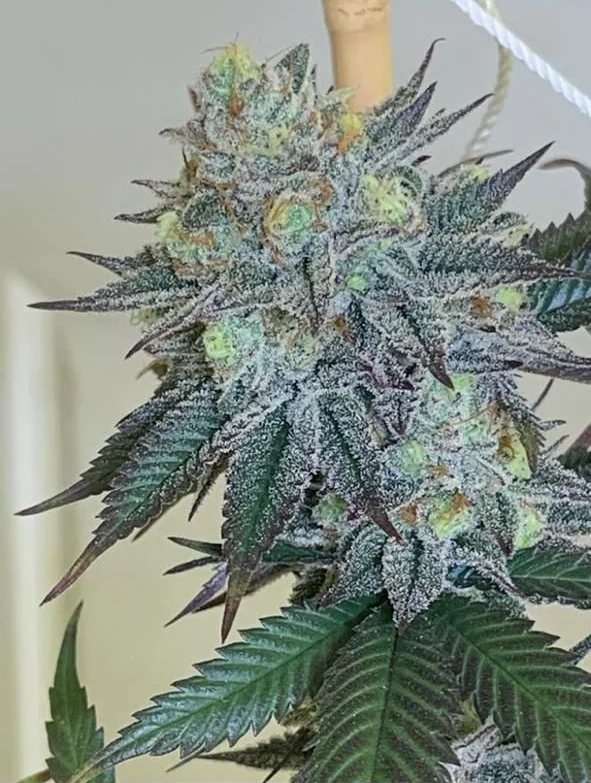 Purple Skittles
